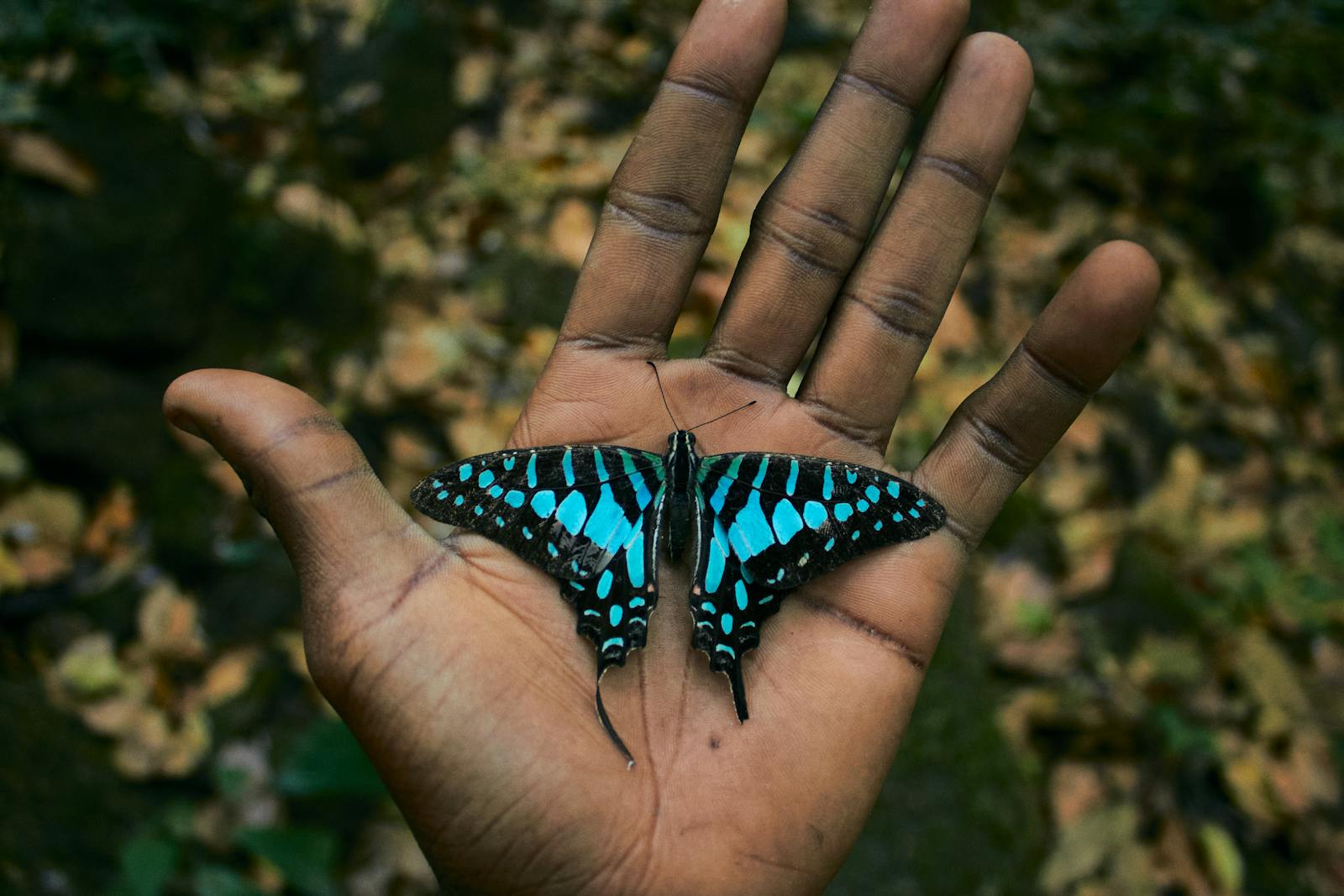 Modrý motýl na lidské ruce