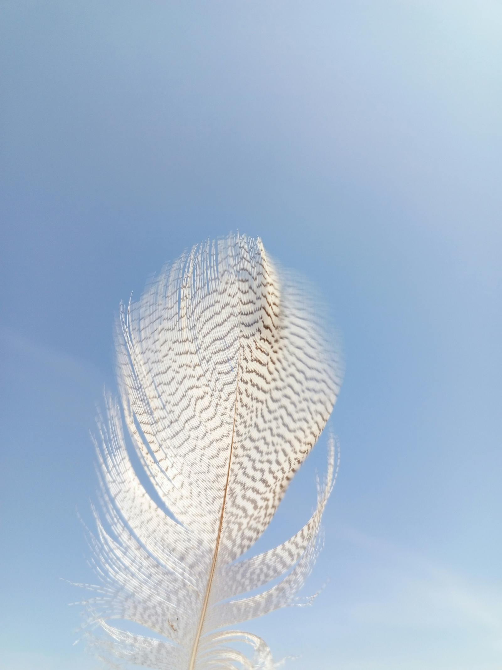 Jemné péro na pozadí jasné oblohy