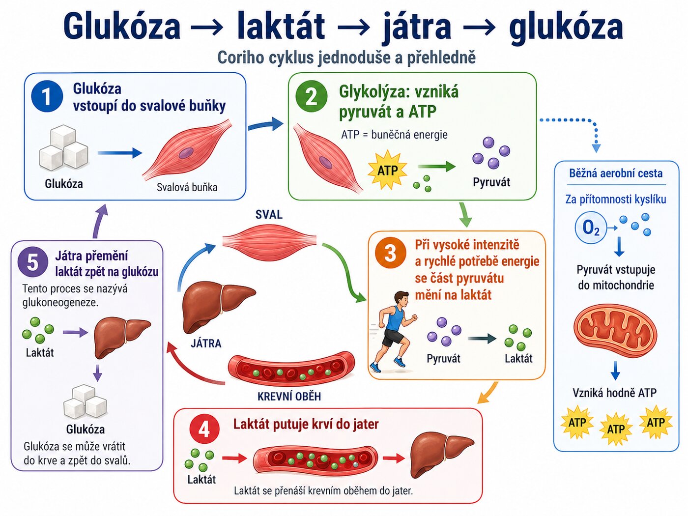 Schéma Coriho cyklu: glukóza vstoupí do svalové buňky, glykolýzou se rozloží na pyruvát s ATP, při vysoké intenzitě se pyruvát mění na laktát, ten putuje krví do jater a glukoneogenezí se vrací zpět na glukózu. Vedle vyznačená aerobní cesta v mitochondriích, kde za přítomnosti kyslíku z pyruvátu vzniká velké množství ATP.