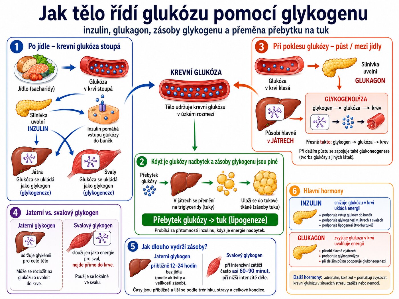Schéma metabolismu glykogenu: po jídle se glukóza z krve ukládá inzulinem stimulovanou glykogenezí do glykogenu v játrech a svalech, mezi jídly nebo při zátěži se glukagonem a adrenalinem stimulovaná glykogenolýza vrací glukózu zpět do krve (z jater) nebo ji svaly spálí na místě.