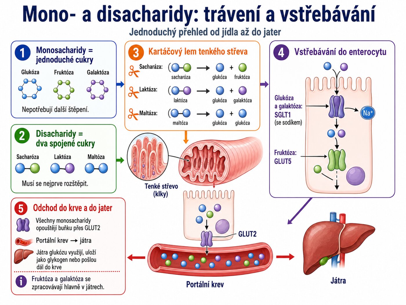 Schéma trávení monosacharidů a disacharidů: jednotlivé enzymy (sacharáza, laktáza, maltáza) štěpí disacharidy na monosacharidy přímo na kartáčovém lemu střevní sliznice, glukóza a galaktóza se do enterocytu vstřebávají přes přenašeč SGLT1, fruktóza přes GLUT5, do krve odchází přes GLUT2.