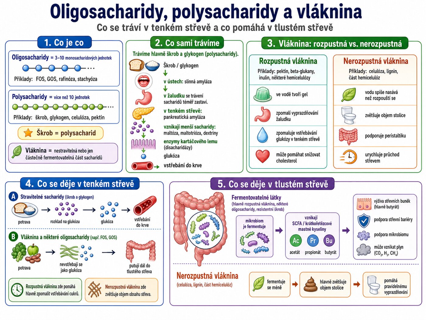 Schéma trávení složitých sacharidů (škrobu): dlouhé řetězce glukózy se v ústech a tenkém střevě postupně štípou amylázou na kratší úseky (dextriny, maltózu), na kartáčovém lemu sliznice je maltáza rozštípe na glukózu, ta projde do enterocytu přenašečem SGLT1 a dál do krve přes GLUT2.